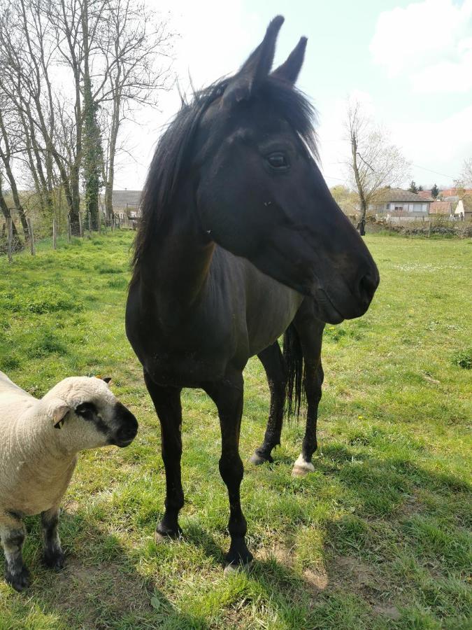 B&B A La Ferme D'Ourches Cerville Buitenkant foto